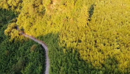 贵州镇远羊坪镇：千亩竹海里的增收“密码”