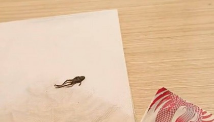 奈雪的茶被曝茶包中有疑似青蛙的异物