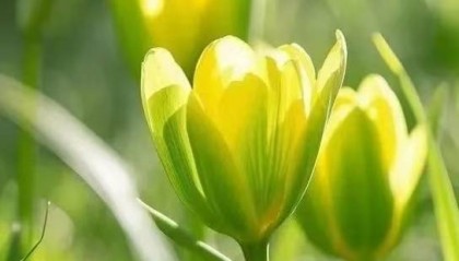 语文第一名的学习方法：古文今译黄金公式