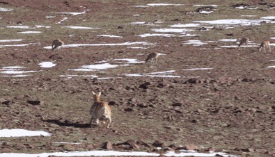 “动物间谍”升级，可可西里来了卧底羊