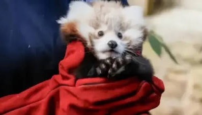 爱丁堡小熊猫因烟花应激死亡