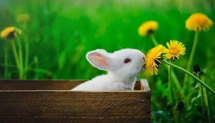 每周股票复盘:均胜电子(600699)为子公司提供超163亿元担保