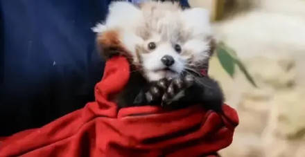 爱丁堡小熊猫因烟花应激死亡