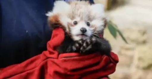 英媒：爱丁堡一只小熊猫幼崽死亡，可能因烟花燃放所致出现应激反应