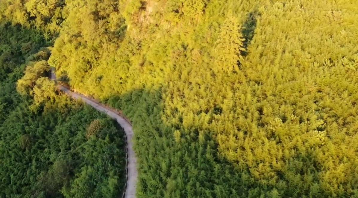 贵州镇远羊坪镇:千亩竹海里的增收“密码”