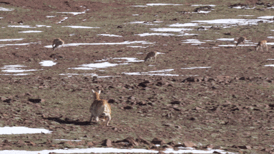 “动物间谍”升级,可可西里来了卧底羊