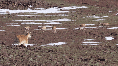 “动物间谍”升级,可可西里来了卧底羊