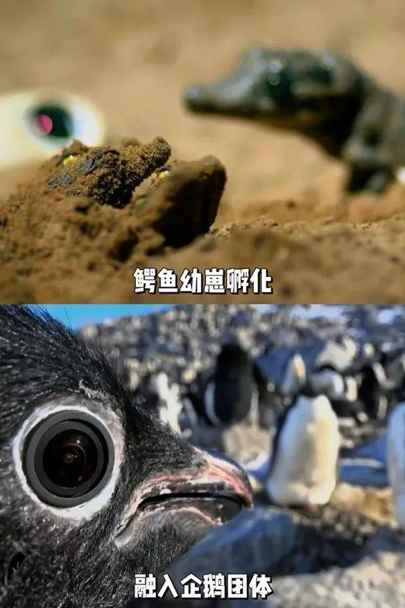 “动物间谍”升级,可可西里来了卧底羊