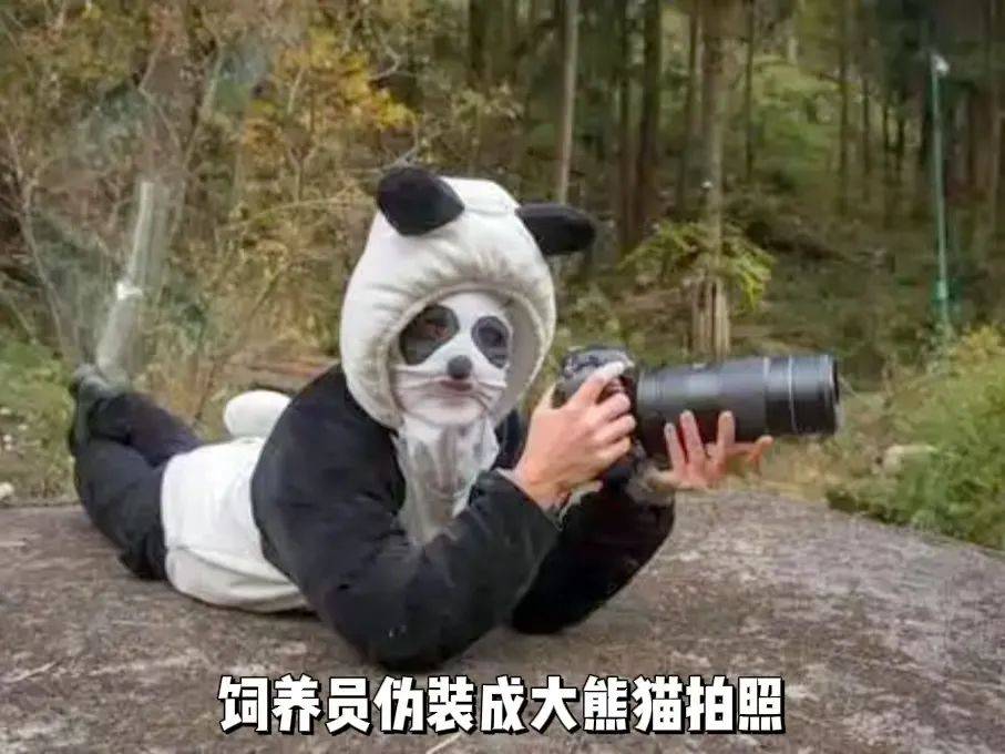 “动物间谍”升级,可可西里来了卧底羊