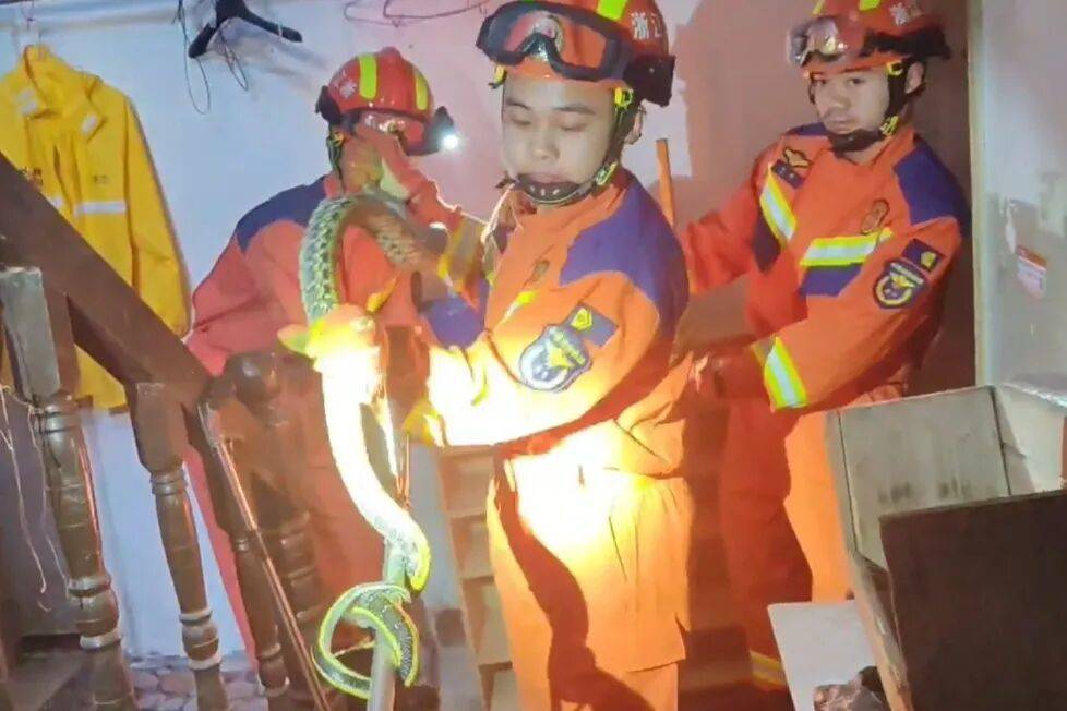 宁波一男子出门上班，打开鞋柜竟发现一条大蛇，消防：是菜花蛇，已带到野外放生
