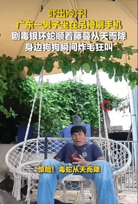 男子坐家中院子吊椅上刷手机，剧毒银环蛇突然从天而降掉身上……